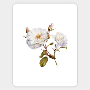 Watercolor botanical vintage Floral minimalist print- wild rose Sticker